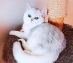 Britse Korthaar Dek Kater Te Koop, Dieren en Toebehoren, Katten en Kittens | Raskatten | Korthaar, Kater, 0 tot 2 jaar