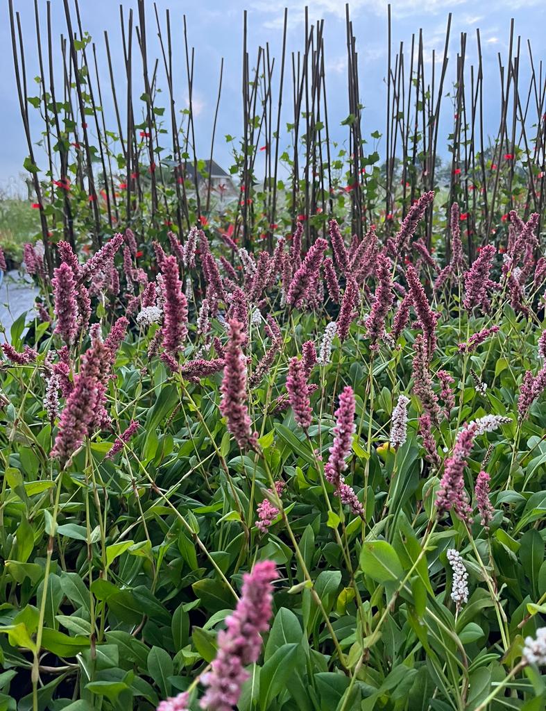 Persicaria affinis 'Superba' / Duizendknoop P9 pot, Ophalen of Verzenden, Overige soorten, Halfschaduw