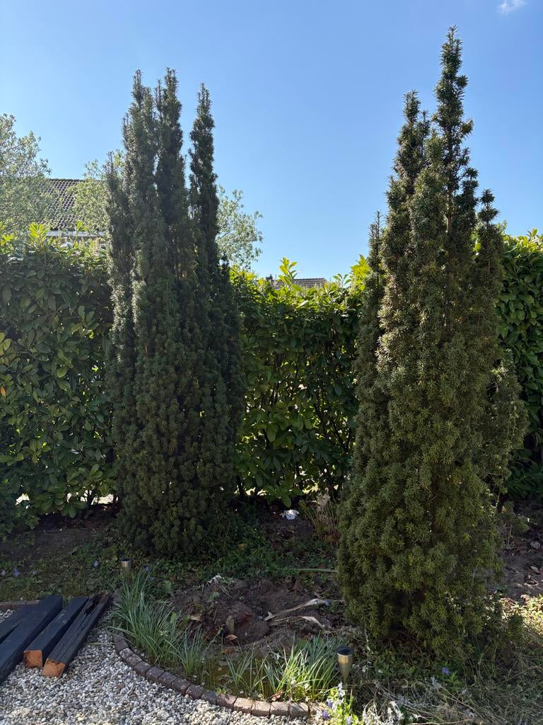 Mooie Taxus baccata (taxushagen) gratis op te halen, Ophalen, Bloeit niet, Overige soorten, Volle zon