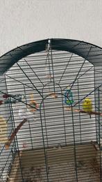 Parkieten, Dieren en Toebehoren, Meerdere dieren, Parkiet, Tam