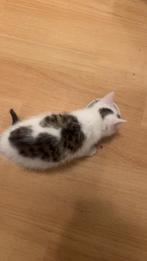 Kitten moet zsm weg!