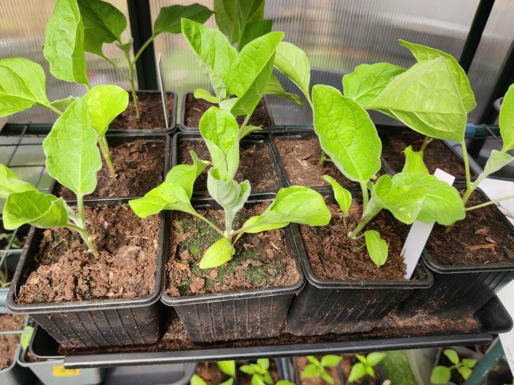 Aubergine , moestuin plant, Ophalen, Eenjarig, Groenteplanten, Volle zon