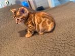 Speelse Bengaal x Huiskat kittens zoeken een warm thuis, Dieren en Toebehoren, Meerdere dieren, Kortharig, 0 tot 2 jaar