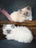 Prachtige sociale Ragdoll kittens, Meerdere dieren, Gechipt, 0 tot 2 jaar