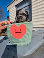 Labradoodle F1 Blue Merle teefje & reutje zoeken gouden mand, Overige rassen, 8 tot 15 weken, Meerdere, Meerdere dieren