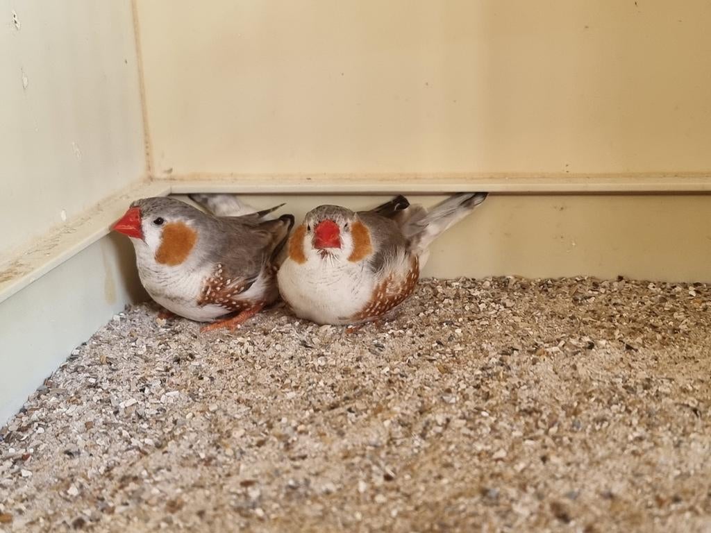 Zebravinken mannen witborst, Dieren en Toebehoren, Vogels | Overige Vogels, Meerdere dieren, Tropenvogel