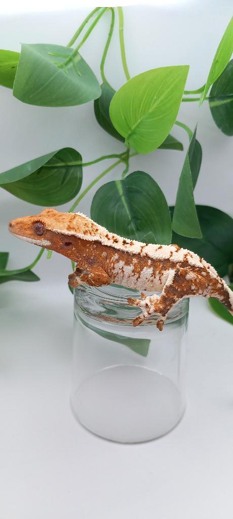 0.1 Drippy Oranje Tricolor wimpergekko vrouw Crested Gecko - female for sale from TCM_Reptiless