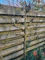 Leiboom, Ophalen, Halfschaduw, Leiboom, 100 tot 250 cm