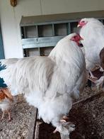 Witte Brahma haan., Mannelijk, Kip