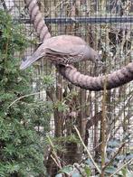 Californische Kuifkwartel Hen, Dieren en Toebehoren, Vrouwelijk, Geringd