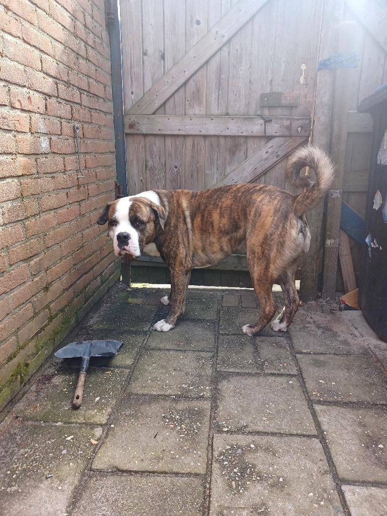 Kruising cane corso, Dieren en Toebehoren, Honden | Niet-rashonden, Parvo, Reu, 1 tot 2 jaar, Groot