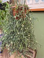 Rhipsalis pilocarpa p20 XXL