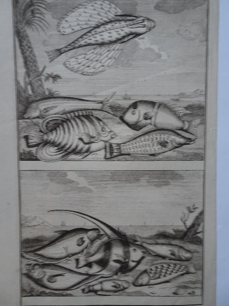 2 etsen tropische vissen nr 3 vliegende vis maanvis, 1724, Antiek en Kunst, Origineel, Flora en Fauna, 1700 - 1799, Verzenden