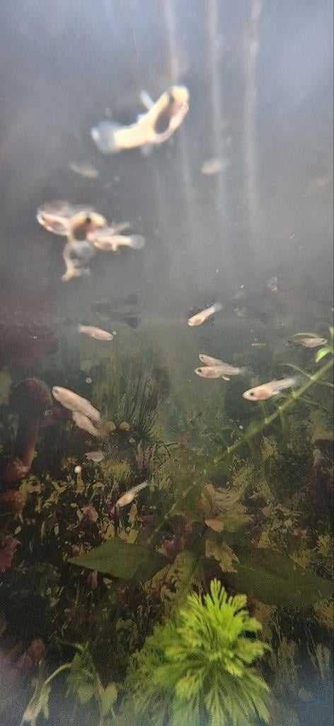 Baby guppen, Dieren en Toebehoren, Vissen | Aquariumvissen, Vis