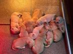 Prachtige raszuivere golden retriever pups - particulier, Dieren en Toebehoren, Honden | Retrievers, Spaniëls en Waterhonden, Golden retriever