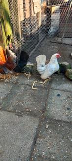 Serama kwartet, Meerdere dieren, Kip