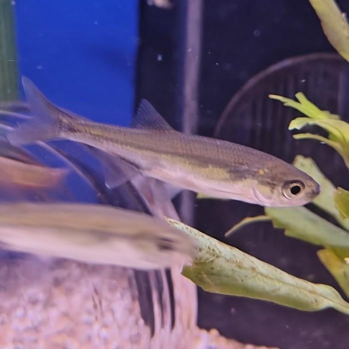 Leucaspius delineatus, Vis
