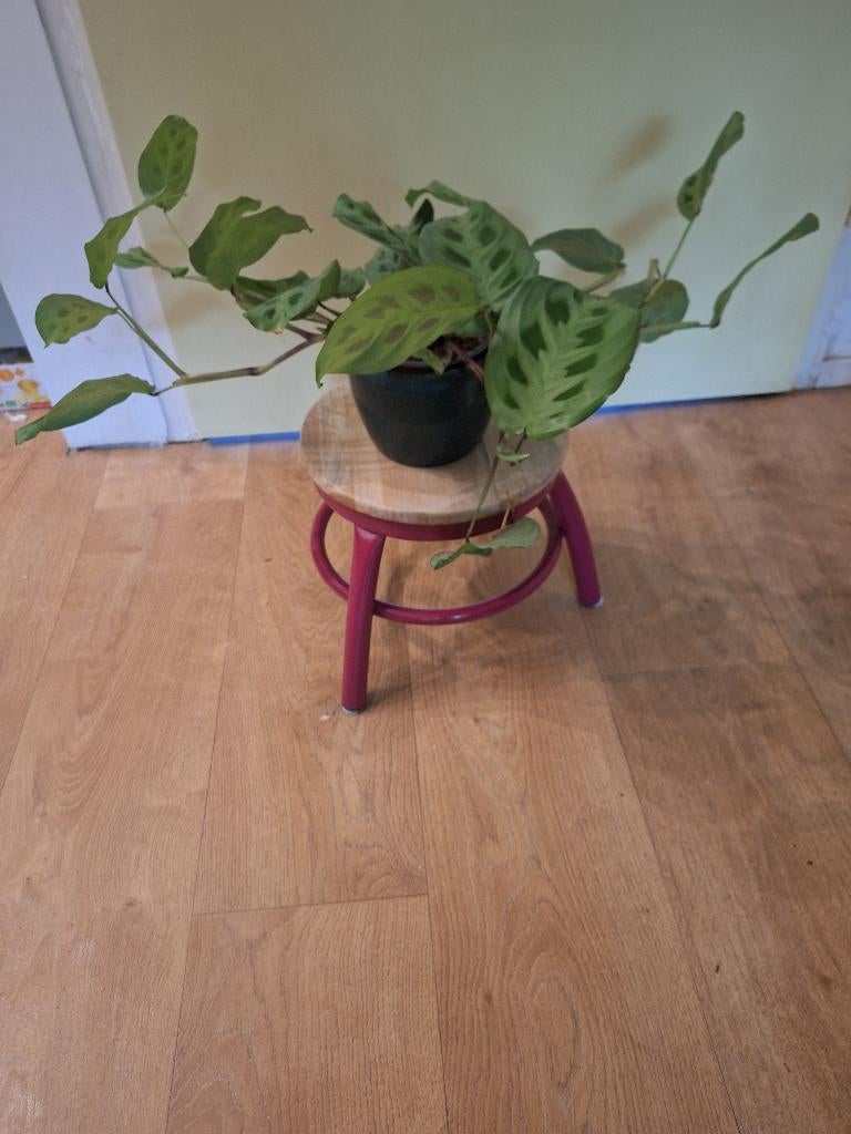 Laag krukje, Ophalen, Zo goed als nieuw, Hout