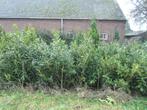 Te koop Prunus Laurier, Tuin en Terras, Ophalen, Laurier, Struik, 100 tot 250 cm