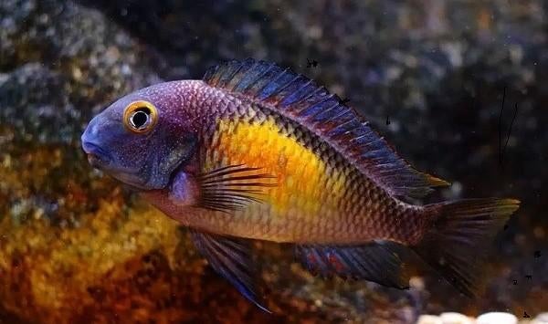 Nakweek van wildvang Tropheus moorii Kasakalawe 3-4 cm!!!, Dieren en Toebehoren, Vissen | Aquariumvissen, Vis, Zoetwatervis