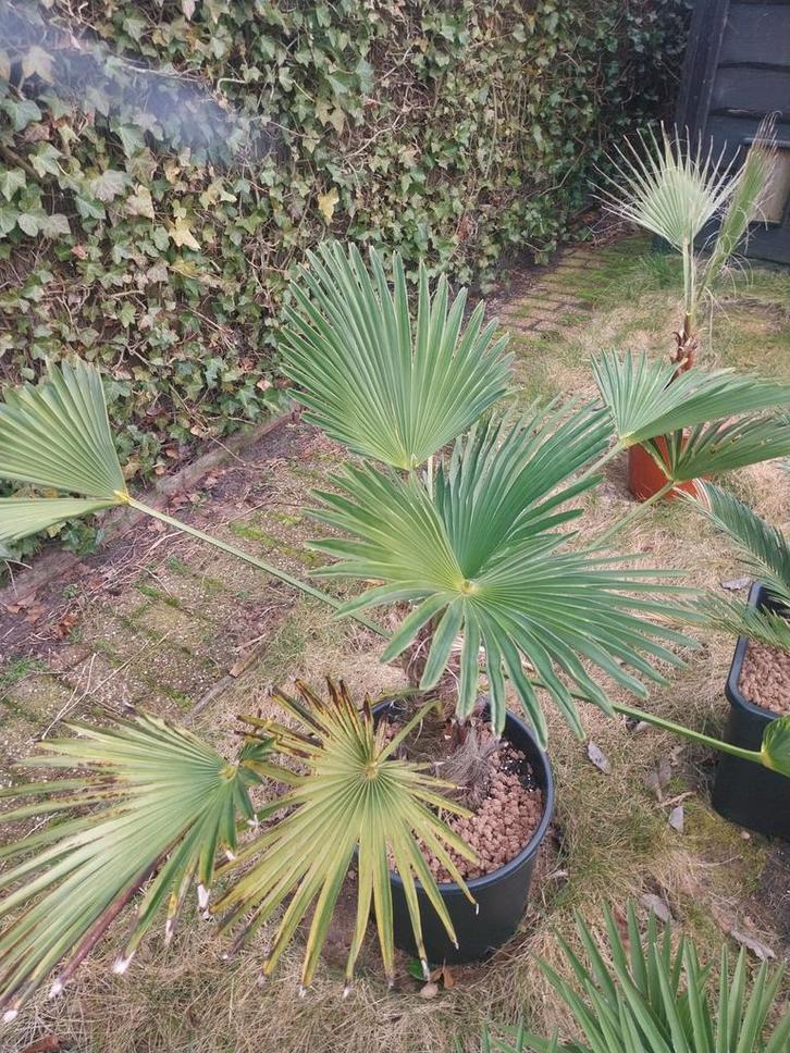 Palmen, Iris en Vijgen - Diverse Planten, Tuin en Terras, Planten | Tuinplanten, Vaste plant, Fruitplanten, Volle zon, Lente, Ophalen