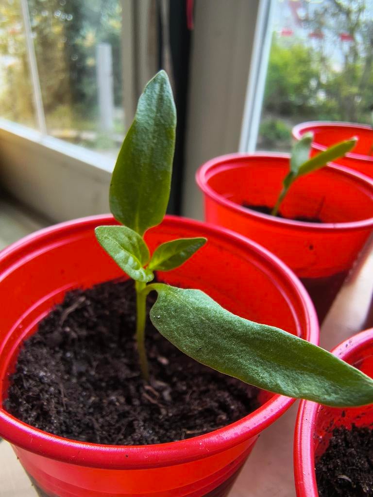 Paprika stekjes, gewortelde stekjes paprikaplant. Plantjes., Ophalen of Verzenden, Eenjarig, Groenteplanten, Volle zon
