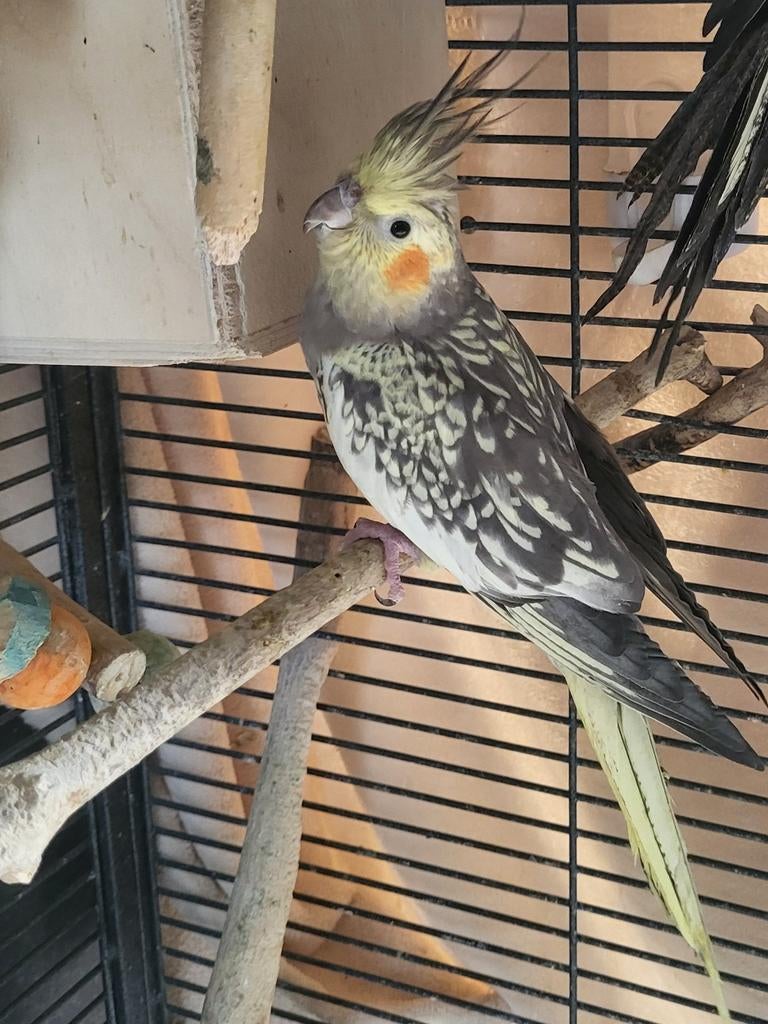 Koppeltje valkparkieten en een vrouwtje valkparkiet te koop, Dieren en Toebehoren, Vogels | Parkieten en Papegaaien