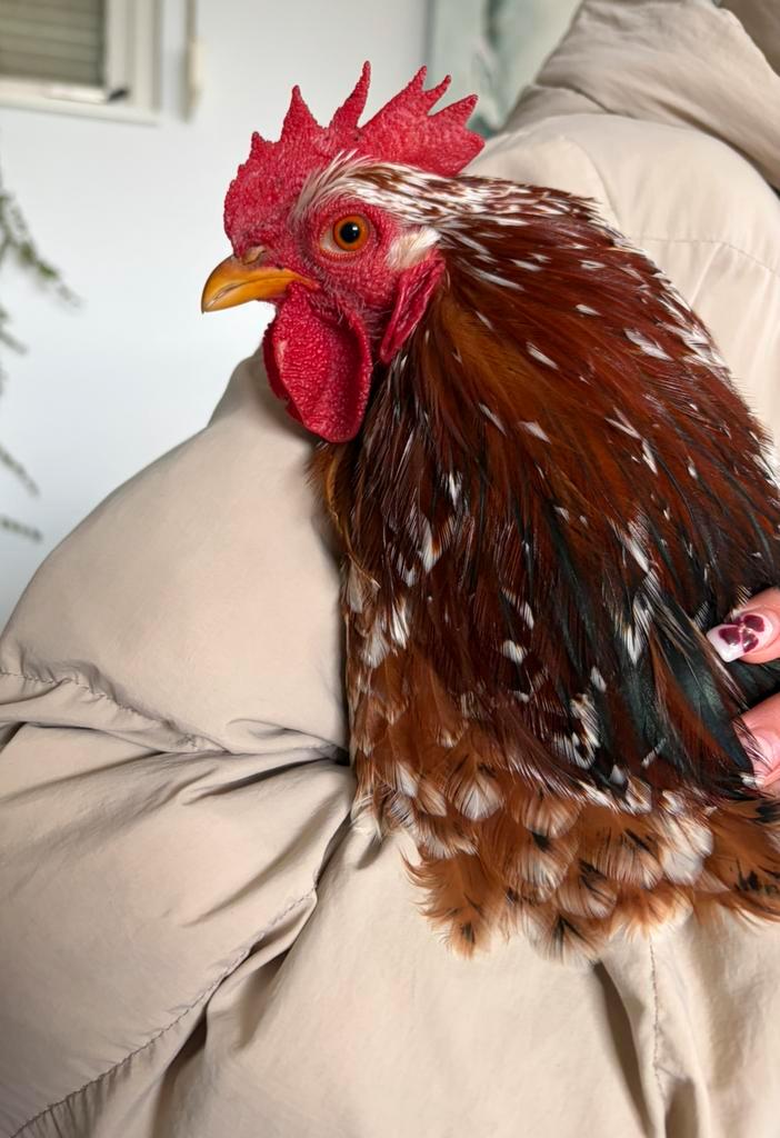 Cochin porselein kriel Haan van 1 jaar geënt, Dieren en Toebehoren, Pluimvee, Kip, Mannelijk