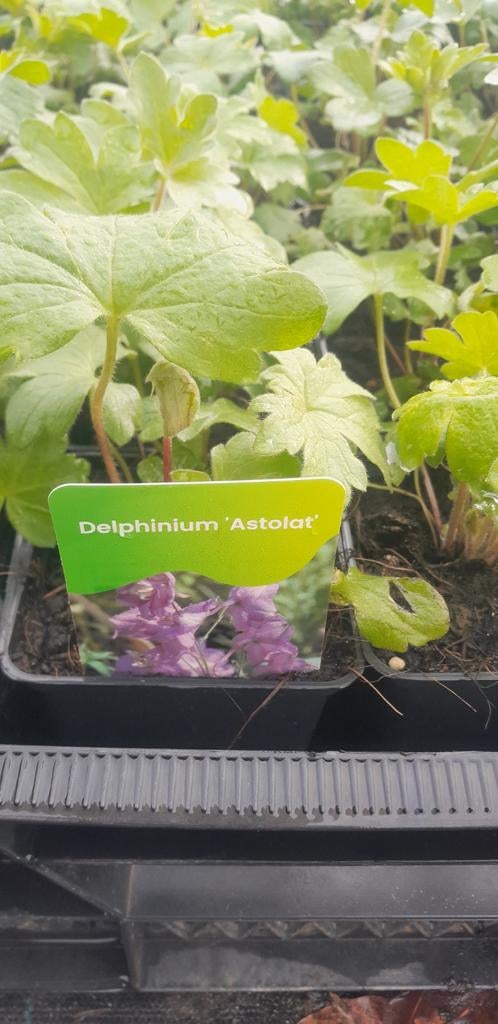 Delphinium 'Astolat' planten ridderspoor, Ophalen of Verzenden