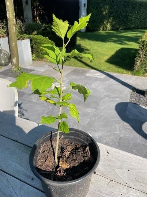 hibiscus, hibiscusplant, hibiscusstruik, Overige soorten, Volle zon, Vaste plant, Ophalen of Verzenden