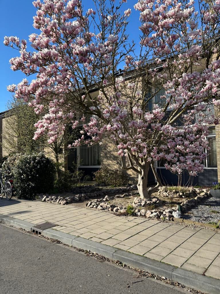 Tuinkeien voor tuin en landschapsinrichting, Tuin en Terras, Grind, Keien en Split, Ophalen, Overige materialen, Gebruikt, Kei