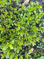 Jonge Duizendschoon Plantjes 60 stuks, Volle zon, Tweejarig, Lente, Ophalen