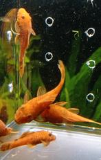 Ancistrus L144 super red met longfin gen, Vis