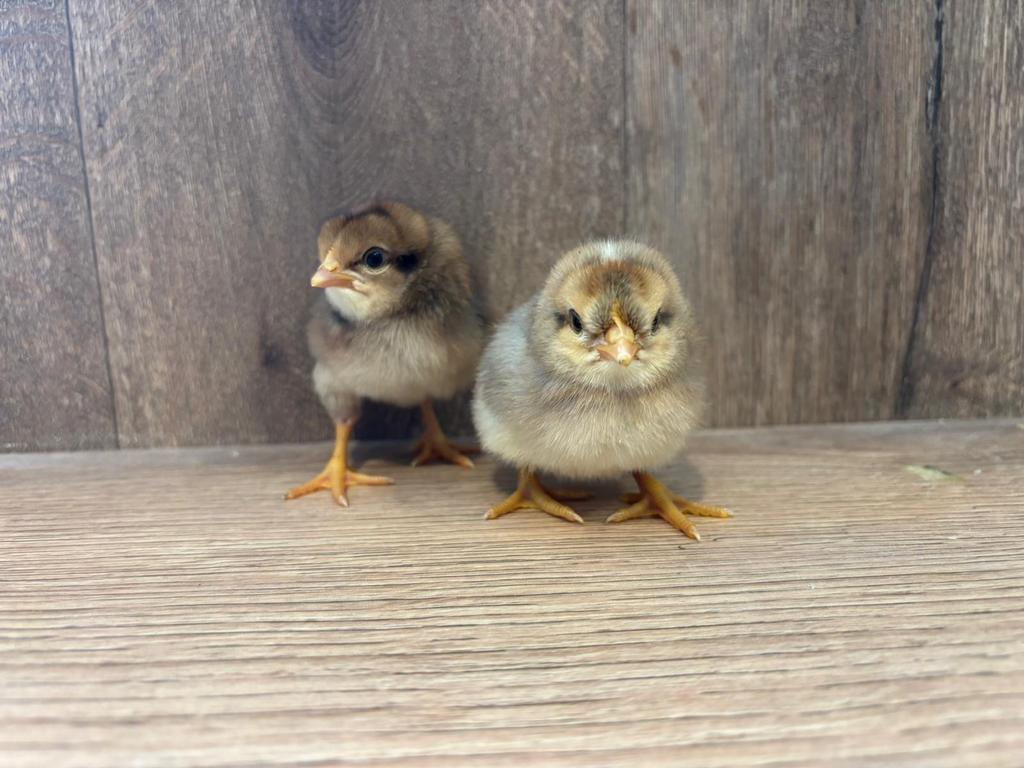 Cream legbar kuikens, Dieren en Toebehoren, Pluimvee, Vrouwelijk, Kip