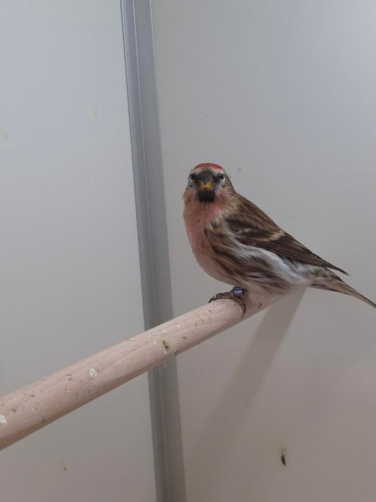 1-1 Noorse barmsijsen, Dieren en Toebehoren, Vogels | Overige Vogels, Meerdere dieren, Wildzangvogel, Geringd
