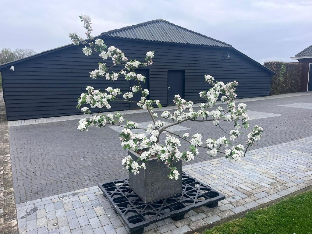 appelboom in bloembak, fruitboom, appel boom, Ophalen, Lente, Volle zon, Appelboom