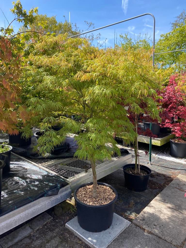 Japanse esdoorn dissectum van €125 €165 en €195, Tuin en Terras, Planten | Tuinplanten, Vaste plant, Overige soorten, Halfschaduw