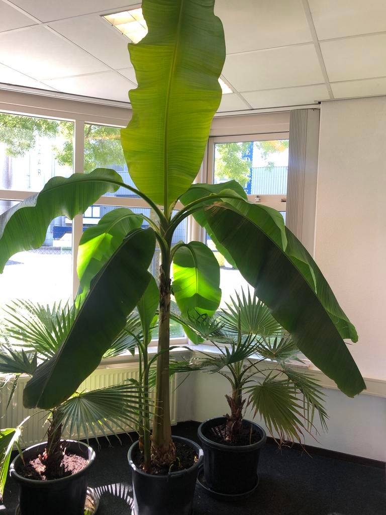 Musa Basjoo - Winterharde bananenplant - lengte 2,20 meter, Tuin en Terras, Volle zon, Vaste plant, Bloeit niet, Ophalen
