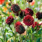 Dahlia, Ophalen of Verzenden, Voorjaar, Volle zon, Knol