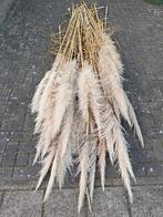 56x Pampasgras pluimen, Ophalen