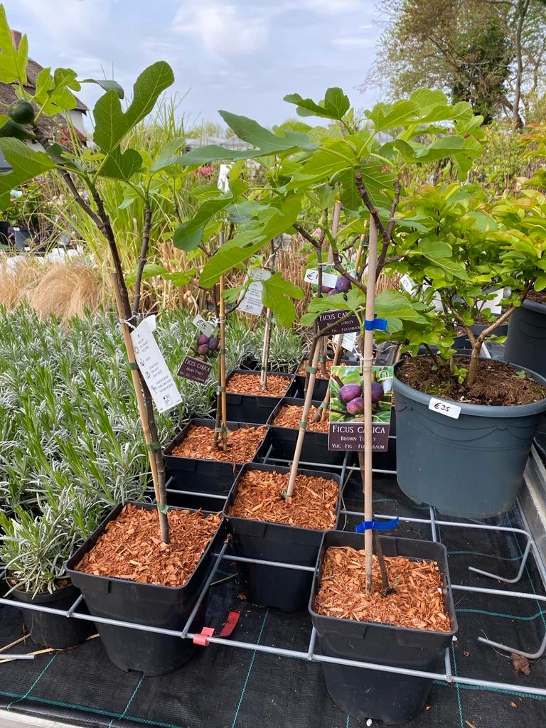 Vijgenboom 'Brown Turkey' - op stam beschikbaar, Tuin en Terras, Ophalen, Lente, Volle zon, In pot