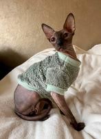 OP MAAT GEMAAKTE kattentrui Rex Sphynx Kitten poes kater kat, Ophalen of Verzenden, Nieuw