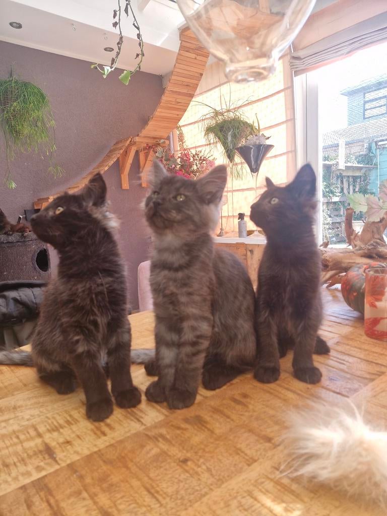 Raszuivere Noorse boskatten, Dieren en Toebehoren, Katten en Kittens | Raskatten | Langhaar, Kater, Gechipt