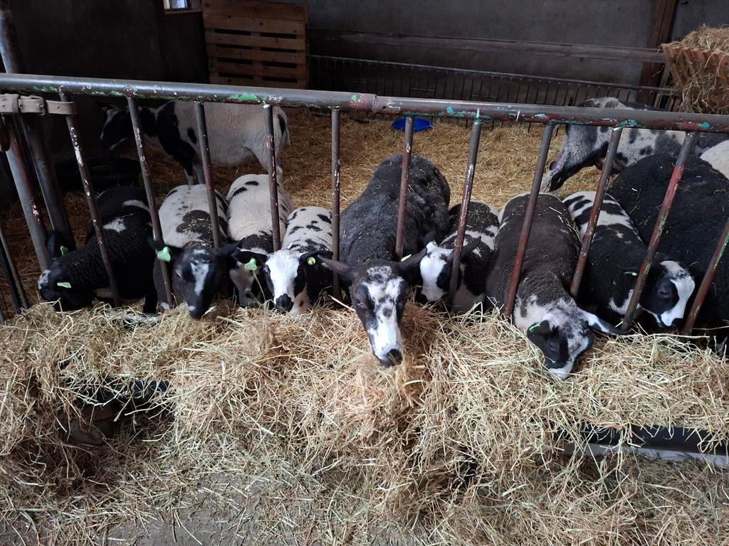 7 bonte ooilammeren, Dieren en Toebehoren, Vrouwelijk, Schaap, 0 tot 2 jaar