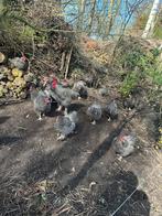 Mechelse koekkoek, Ophalen of Verzenden, Overige typen