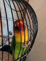 Goed huis voor agapornis gezocht, Geslacht onbekend, Dwergpapegaai of Agapornis, Tam