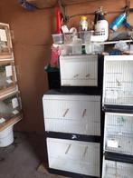 2 grote tt kooien 50  m breed⁹, Dieren en Toebehoren, Vogels | Hokken en Kooien, Ophalen, Hout, Vogelkooi