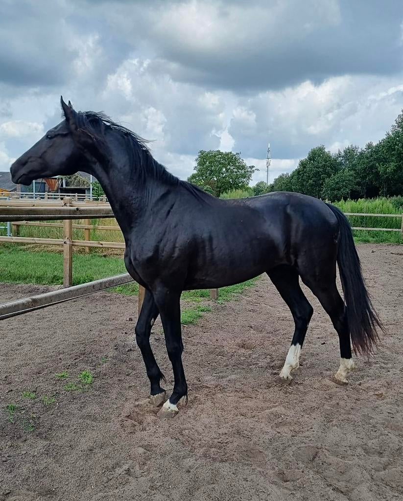 Bijrijder gezocht!, Dieren en Toebehoren