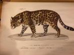 Schoolkaart jaguar, Antiek en Kunst, Ophalen of Verzenden, Natuur en Biologie
