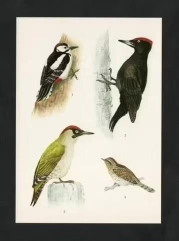 Bonte Specht Zwarte Specht Groene Specht Draaihals, Verzamelen, Ophalen of Verzenden, 1980 tot heden, Ongelopen, Vogel
